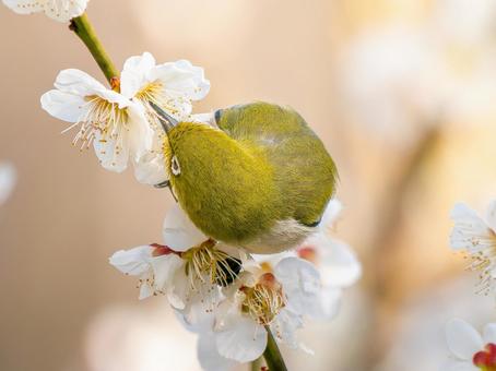 Plum blossoms and Japanese white-eye, JPG Plum blossoms and Japanese white-eye, JPG