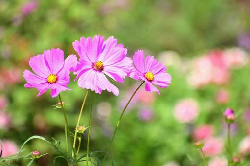 秋の花　公園に咲くピンクのコスモス コスモス,秋桜,花の写真素材