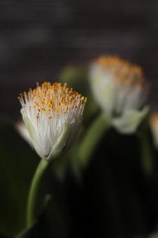 マユハケオモトの写真