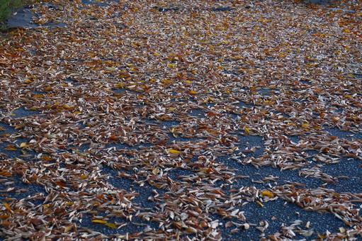 道路一面に落ち葉 道路,一面,落ち葉の写真素材