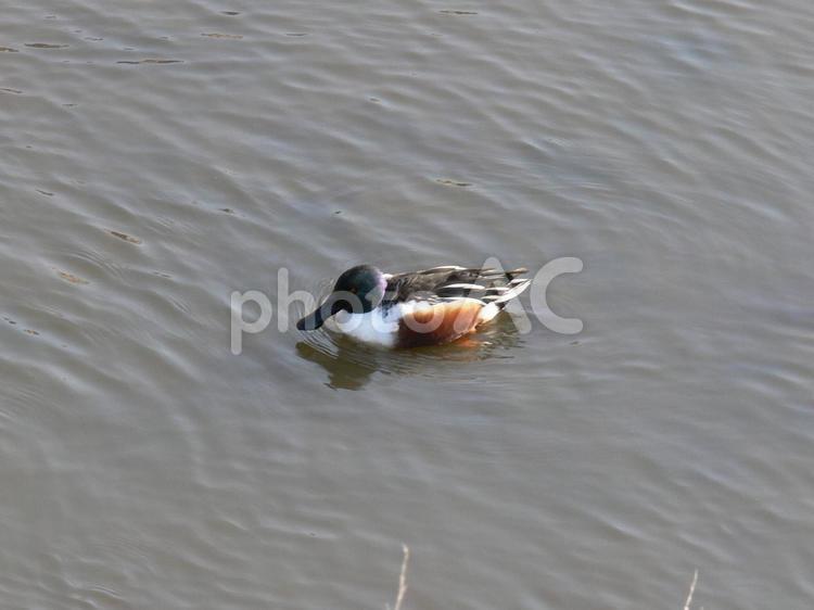 遊水地の水上をすいすい泳ぐハシビロガモ ハシビロガモ,鳥,野鳥の写真素材
