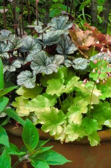 Photo, gardening, foliage plant, green, 