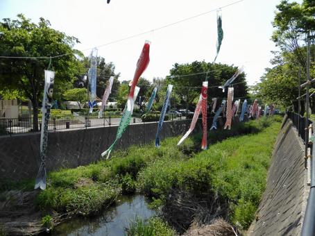 横浜市栄区・いたち川の上空を泳ぐ鯉飾り 横浜市栄区・いたち川の上空を泳ぐ鯉飾り 鯉のぼり,鯉飾り,魚の写真素材