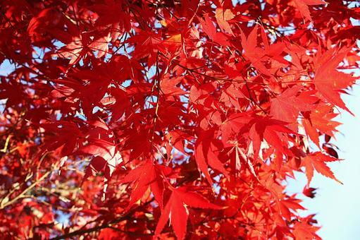 伊豆島公園「綺麗に紅葉したもみじ」その2 もみじ,紅葉,秋の写真素材