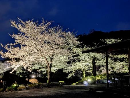 Cherry blossoms at night and a moment at the hermitage, JPG Cherry blossoms at night and a moment at the hermitage, JPG
