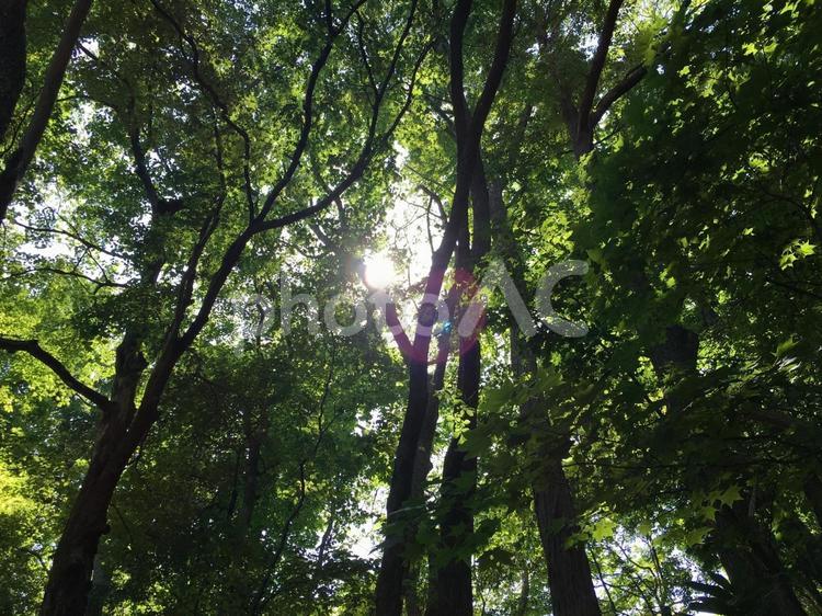 夏の木漏れ日 木漏れ日,木洩れ日,太陽の写真素材