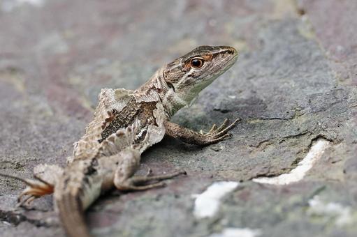 脱皮するトカゲ 脱皮するトカゲ ニホンカナヘビ,カナヘビ,トカゲの写真素材