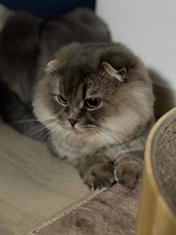 見つめる猫 見つめる猫 猫,ペット,スコティッシュフォールドの写真素材