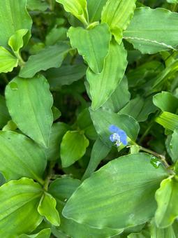 マルバツユクサの青い花 マルバツユクサの青い花 マルバツユクサ,雑草,花の写真素材
