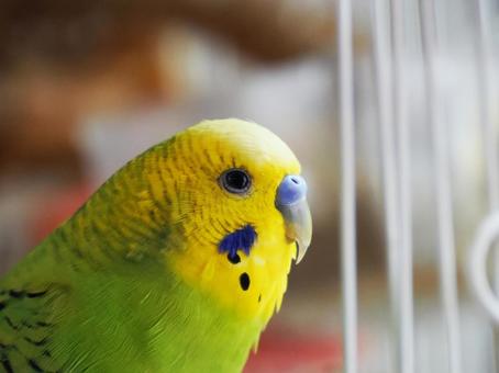 すまし顔のセキセイインコ すまし顔のセキセイインコの写真