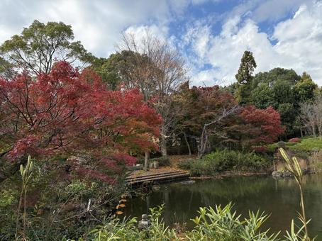 柏の葉公園　日本庭園の紅葉 千葉県,柏市,柏の葉公園の写真素材