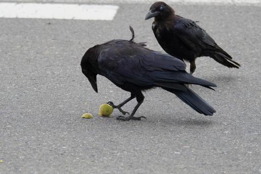 カラス カラスの写真