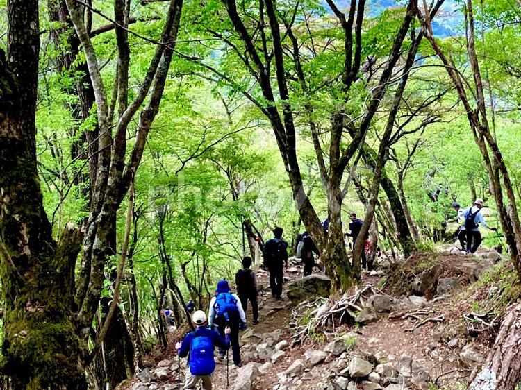 新緑の登山道 山,縦走,登山の写真素材