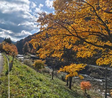 2025　せせらぎ街道⑤ 秋,紅葉,綺麗の写真素材