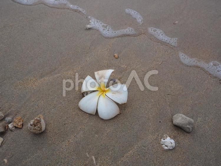 波打ち際に落ちているプルメリア。消える波 浜,砂,海の写真素材