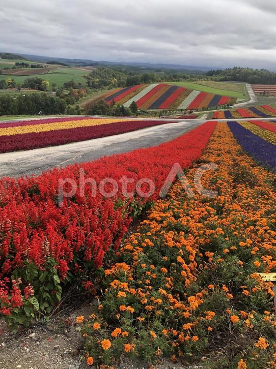花畑 自然,景色,カラフルの写真素材