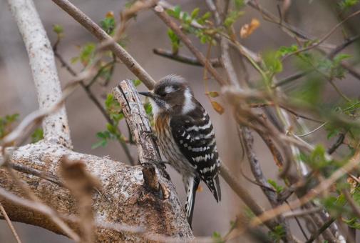 キツツキ キツツキ コゲラ,キツツキ,野鳥の写真素材