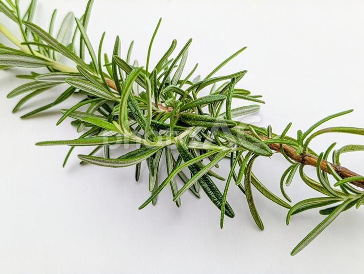 ローズマリー(アップ) ローズマリー,rosemary,ハーブの写真素材