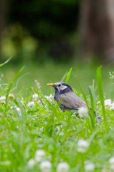 草むらのムクドリ 草むらのムクドリ ムクドリ,野鳥,鳥の写真素材