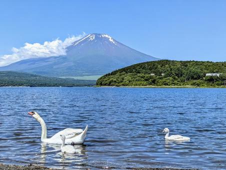 親子白鳥と富士山 親子白鳥と富士山 富士山,山中湖,白鳥の写真素材