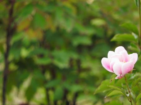 ピンク色のお花 ピンク色のお花の写真