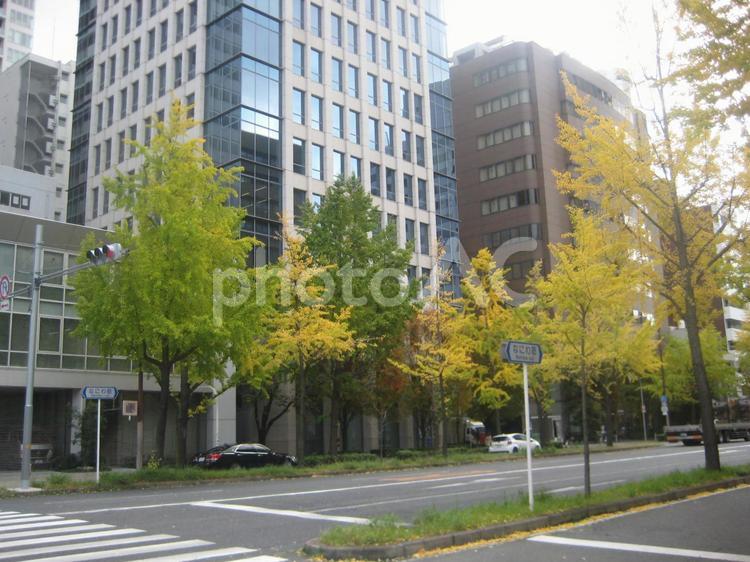 街路樹 いちょう,マンション,横断歩道の写真素材