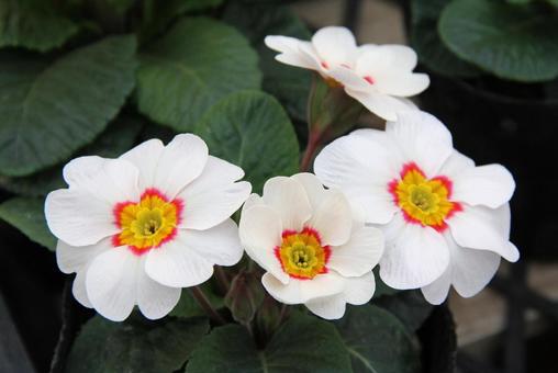 ジュリアン・プリムラ　マクロ ジュリアン,美しい,秋の写真素材