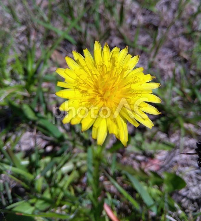 タンポポ タンポポ,花,春の写真素材