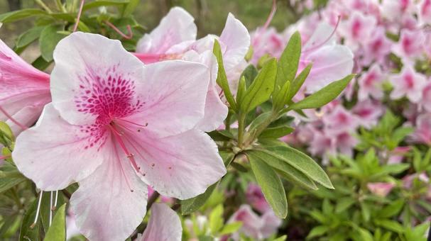 Azaleas have bloomed②, JPG