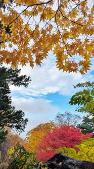 紅葉 紅葉狩り,ハイキング,遠足の写真素材