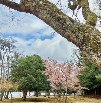 春めいた一碧湖の風 一碧湖,桜,早春の写真素材