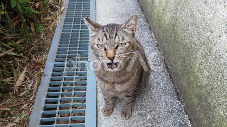 カメラ目線で何かを訴えるもふもふな猫様 猫,キジトラ,カメラ目線の写真素材