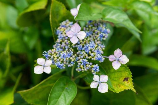 紫陽花 紫陽花の写真