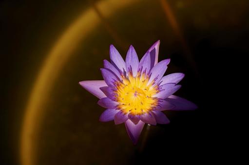 スイレン 花 スイレン 花の写真
