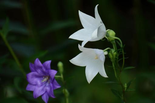 秋天的藥草, JPG 秋天的藥草, campanulaceae, capsule, confusion, JPG