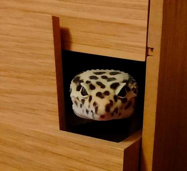 ヒョウモントカゲモドキ ヒョウモントカゲモドキ,レオパルドゲッコー,トカゲの写真素材