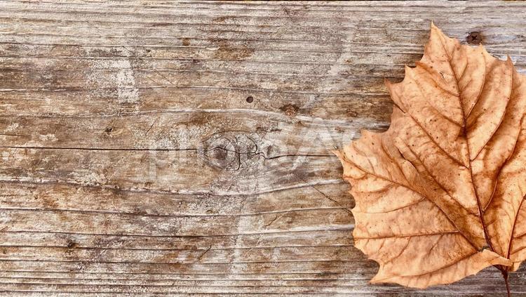 落ち葉のコピースペース 秋,紅葉,落ち葉の写真素材