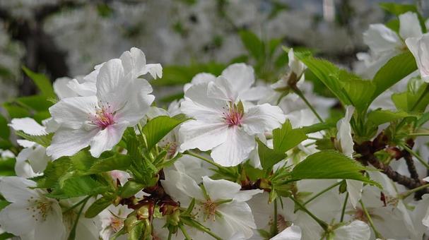 土手の花 土手の花の写真
