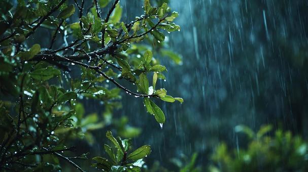 雨に濡れる緑の葉 雨に濡れる緑の葉の写真