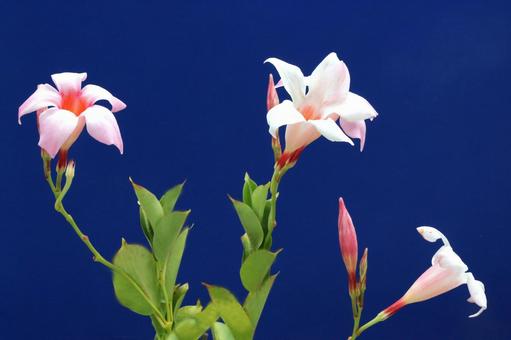 サンパラレルの花 サンパラレルの花の写真
