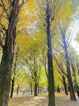 秋の芦花公園。 秋,晴れ,晴天の写真素材