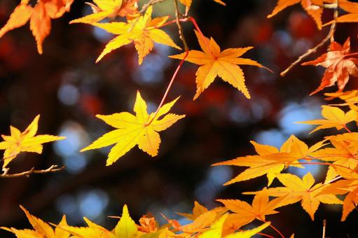 秋の紅葉 湖東三山西明寺 秋の紅葉 湖東三山西明寺 紅葉,秋,西明寺の写真素材