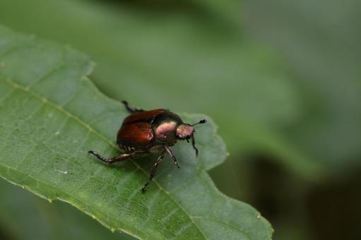 マメコガネの写真