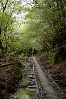 屋久島 屋久島の写真