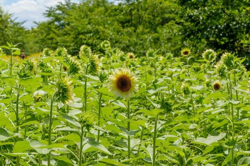 ひと足早く咲いた向日葵と緑のつぼみたち ひと足早く咲いた向日葵と緑のつぼみたちの写真