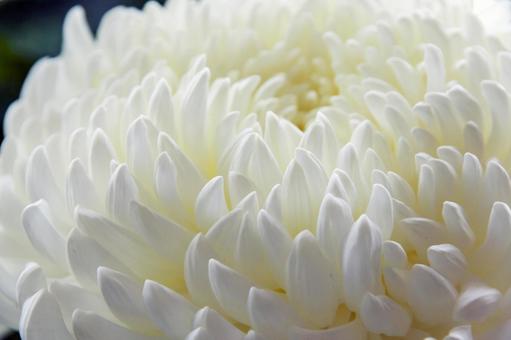 輪菊18（田原市） 輪菊,菊,白菊の写真素材