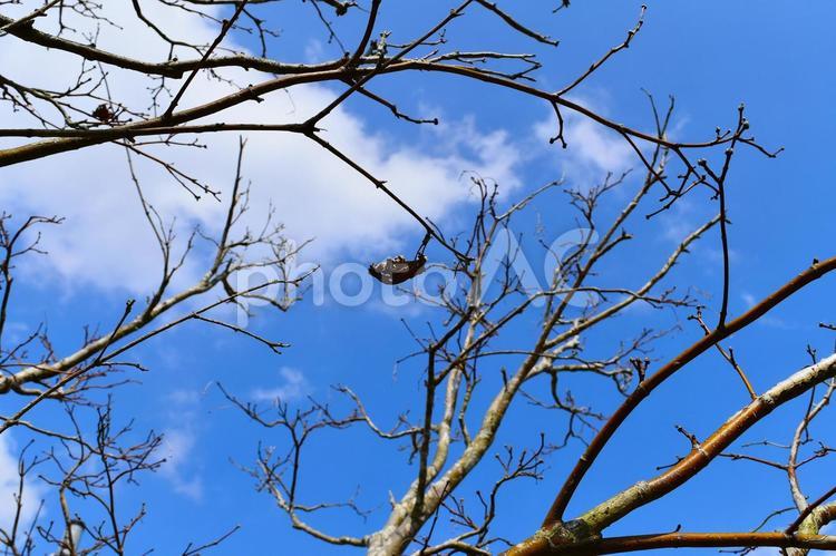 枯れた木と青空 青空,枯れ葉,木の写真素材