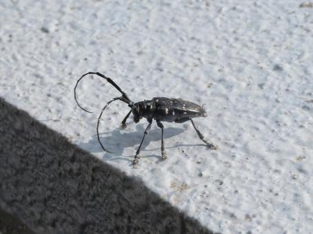 ベランダに迷い込んだゴマダラカミキリ ベランダに迷い込んだゴマダラカミキリ ゴマダラカミキリ,胡麻斑髪切,anoplophoraの写真素材