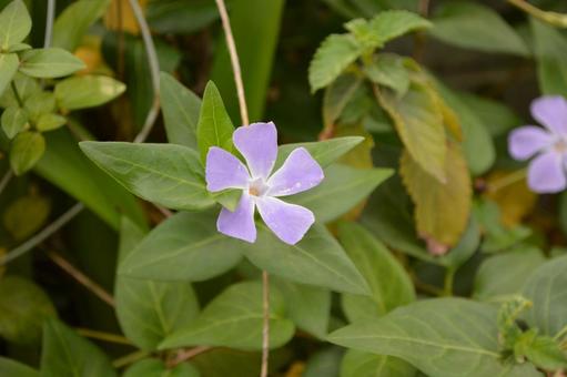 ヒメツルニチニチソウの写真