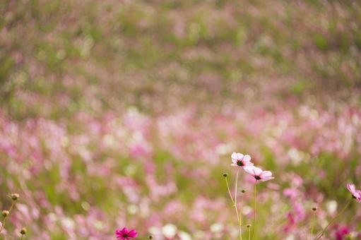 広がるピンクの玉ボケと秋桜の幻想的な群生 コスモス,秋桜,花畑の写真素材